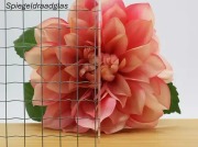 Spiegeldraadglas