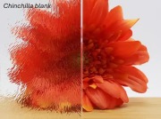 Chinchilla blank