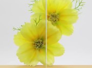 Gelaagd-glas-met-heldere-folie