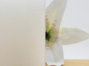 Lacobel-blank-float-RAL-9010-Soft-White