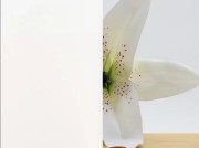 Lacobel-extra-helder-RAL-9003-Pure-White